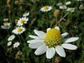 stinking chamomile